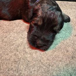 Blue Male - Pepper and salt male Giant Schnauzer puppy in Pearland, Texas from K & S Schnauzers
