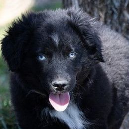 Frosty - Black tri Miniature Australian Shepherd puppy in Mc Alester, Oklahoma from Angel's Aussies