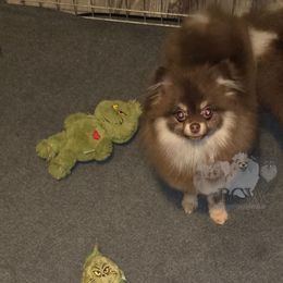 Chocolate tan - Chocolate and tan male Pomeranian puppy in Carlinville, Illinois from BCW POMERANIANS
