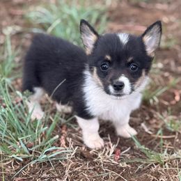 Penny - Black and tan female American Corgi puppy in Paradise, Texas from Bar S Corgis
