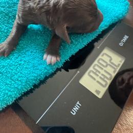 Franco Corelli Della Fino - Brown male Lagotto Romagnolo puppy in Santa Fe, New Mexico from Fino Lagotto