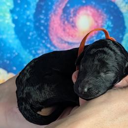 Boy 1 - Black male Poodle puppy in Coal City, Illinois from Pantheon Poodles