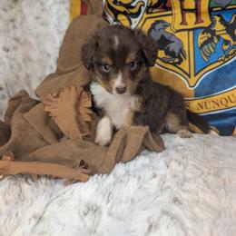 George - Red tri male Miniature Australian Shepherd puppy in Bend, Oregon from Wonderland Aussies