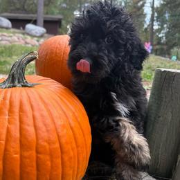 Tide - Phantom male Bernedoodle puppy in Monument, Colorado from Colorado Dreamin Doodles