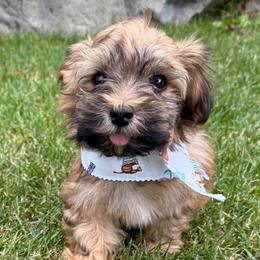 Teddy - Red sable male Havanese puppy in Draper, Utah from Peaks Pups & Cavachon Love Chocolate Cavaliers, Cavaliers, Cavachon’s, Cavapoos & Havanese