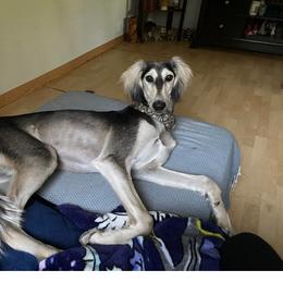 Saluki Puppies from Sahar Paz Salukis