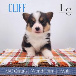 Cliff - Black and tan male Pembroke Welsh Corgi puppy in Pine Village, Indiana from NL Horsemanship