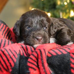 Rotini - Chocolate female Labradoodle puppy in Lanexa, Virginia from Lees Reach Farm