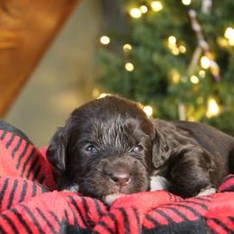 Rotini - Chocolate female Labradoodle puppy in Lanexa, Virginia from Lees Reach Farm
