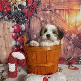 Noelani - White female Havanese puppy in Clermont, Florida from Country Sweet Havanese and Creative Coaching