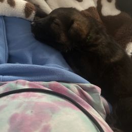 German Shepherd Puppies from Shepherds Vom BLR Haus