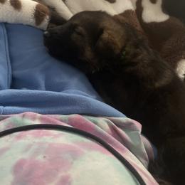 German Shepherd Puppies from Shepherds Vom BLR Haus