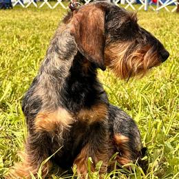 Vera - Dachshund