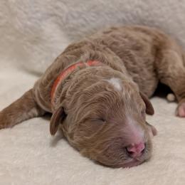 Orange - Apricot male Goldendoodle puppy in Midland, North Carolina from Alger Farm, LLC