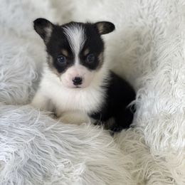 Milo - White and black male Pembroke Welsh Corgi puppy in Morton, Mississippi from Southern Magnolia Corgis