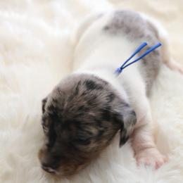 Blue - Dapple male Dachshund puppy in Peebles, Ohio from Cave Valley Hounds