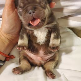 French Bulldog Puppies from Woodlands Frenchies