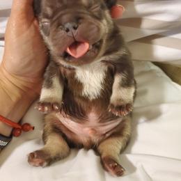French Bulldog Puppies from Woodlands Frenchies