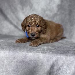 Marina's Blue Male - Red  male Goldendoodle puppy in Piedmont, South Carolina from The Farm at Saluda Ridge