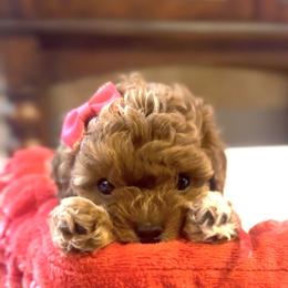 Abby Cadabby - Red female Cavapoo puppy in Liberty Hill, Texas from Cuddlebug Cavapoos of Austin