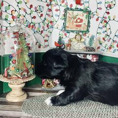 Havana Silk Dog Puppies from Joyful Heart Silks