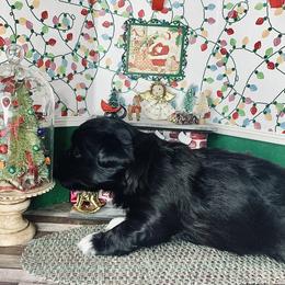 Havana Silk Dog Puppies from Joyful Heart Silks