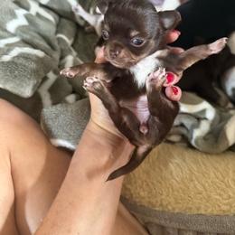 AKC Girl 1 RUNT TWIN - Chocolate and tan female Chihuahua puppy in Anoka, Minnesota from Anoka County MN AKC Chihuahuas