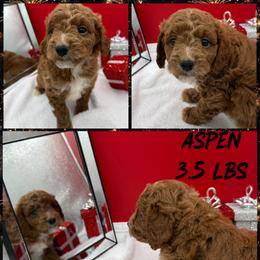 Aspen - Red  male Goldendoodle puppy in Wayland, New York from Loris Pampered Pooches💕