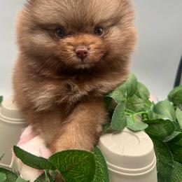 Pebbles - Chocolate sable female Pomeranian puppy in Brentwood, California from Royalpawpoms