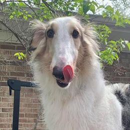 Kasbah - Borzoi