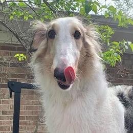 Kasbah - Borzoi