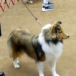 Shetland Sheepdogs from Whitehaven Farm Shelties