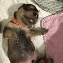 Dachshund Puppies from JB Doxies