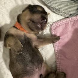 Dachshund Puppies from JB Doxies