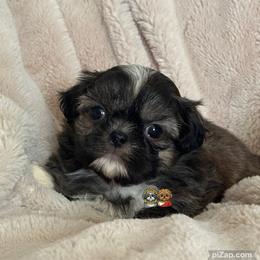 Paxton - Brindle male Shih Tzu puppy in Walkertown, North Carolina from Lil’ Bit’s Shih Tzu