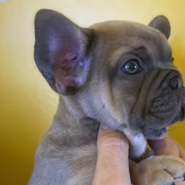 Mischa - Blue French Bulldog puppy in Palmdale, California from Tickled Frenchies