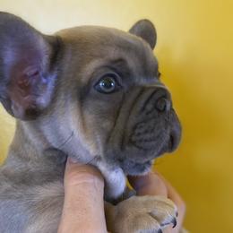 Mischa - Blue French Bulldog puppy in Palmdale, California from Tickled Frenchies