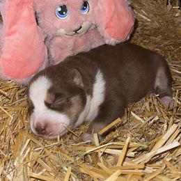 Siberian Husky Puppies from Siberian Huskies-Beckham the Great