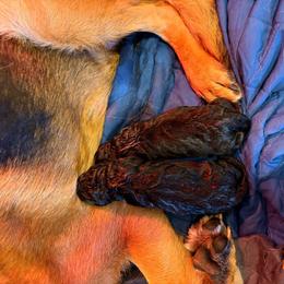 Blue - Black and red male German Shepherd puppy in Puyallup, Washington from Majestic Royal German Shepherd’s