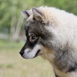 Gracie - Siberian Husky
