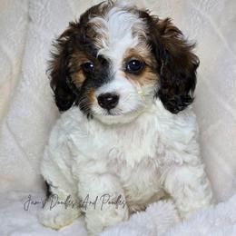 Peony - Black white and tan female Cockapoo puppy in Cleveland, Georgia from Jam's Doodles And Poodles