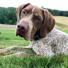 Braque Francais Pyreneans from Windy Ridge Gun Dogs