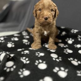 "Orange collar boy" Goldendoodle Puppies from Kansas Country Doodles