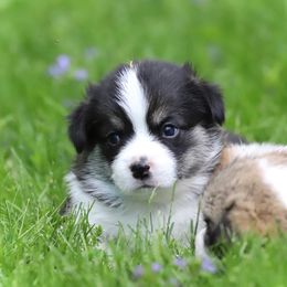 Pembroke Welsh Corgi Puppies from Cosmere Corgis