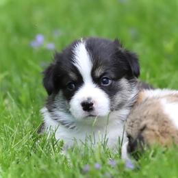 Pembroke Welsh Corgi Puppies from Cosmere Corgis