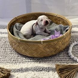 Lavender Collar Female - Parti female Goldendoodle puppy in Bradenton, Florida from Suncoast Goldendoodles