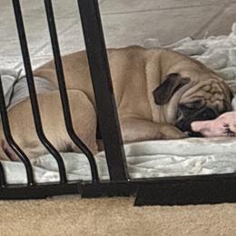 Pug All Grown Up from Double Dutch Pug Co.