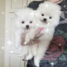 Pomeranian Puppies from Glitzypoms