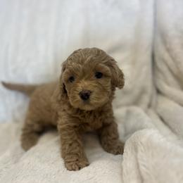 Trixie - Cream female Cockapoo puppy in Maurice, Louisiana from Cajun Cockapoo’s