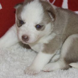 Border Collies and Siberian Huskies from Sunset Ridge